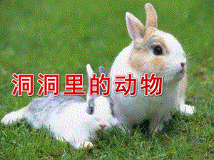 大班《洞洞里的动物》PPT课件教案大五班洞洞里的动物.ppt