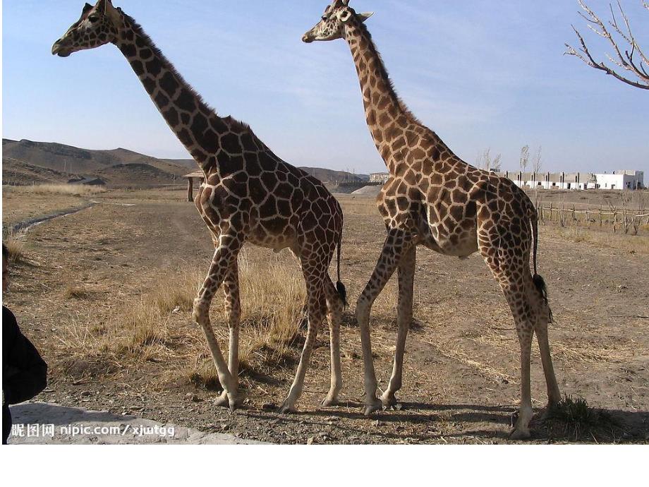 小班手工撕贴画《美丽的长颈鹿》PPT课件教案PPT课件.ppt_第3页