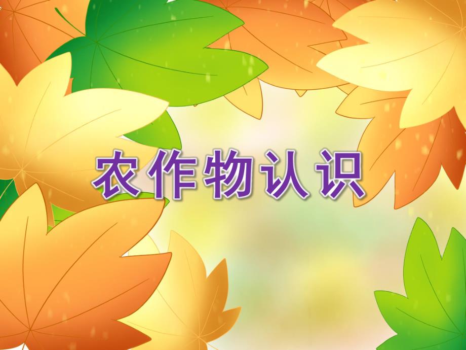 大班科学《农作物认识》PPT课件设计幼儿园大班科学教学课件—农作物认识.ppt_第1页