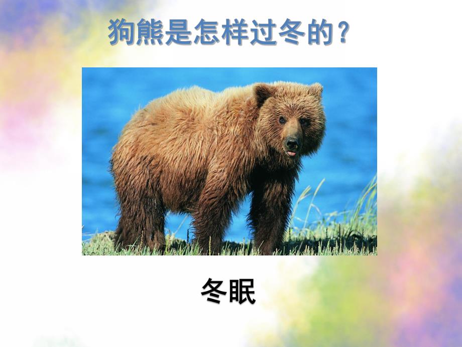 幼儿园《动物怎样冬眠》PPT课件教案PPT课件.ppt_第2页