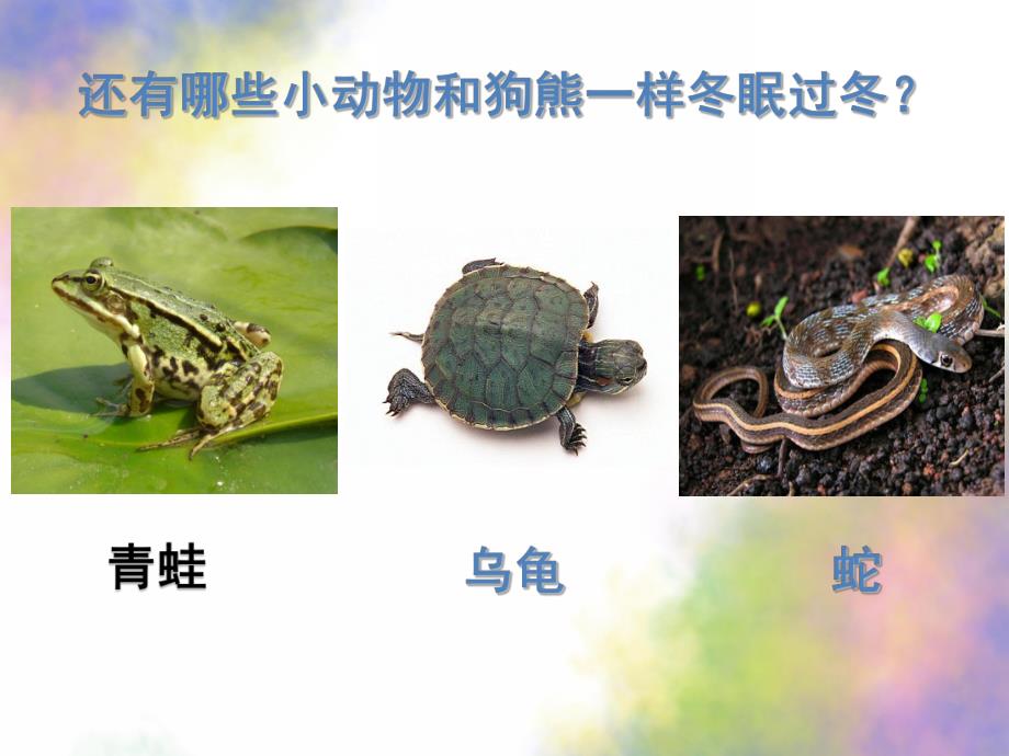 幼儿园《动物怎样冬眠》PPT课件教案PPT课件.ppt_第3页