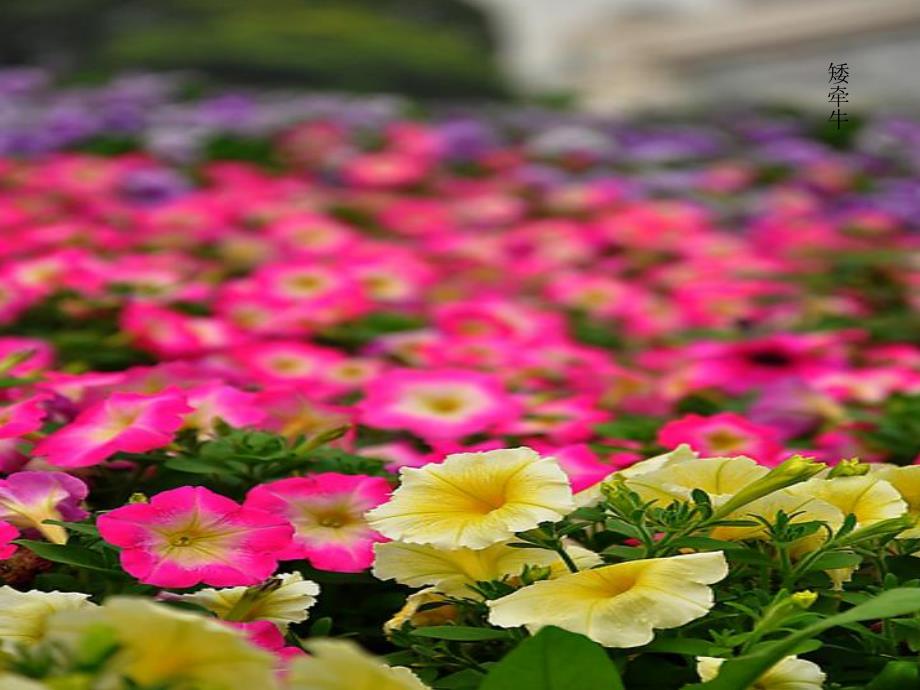 学前班语言《花的沐浴》PPT课件.ppt_第3页