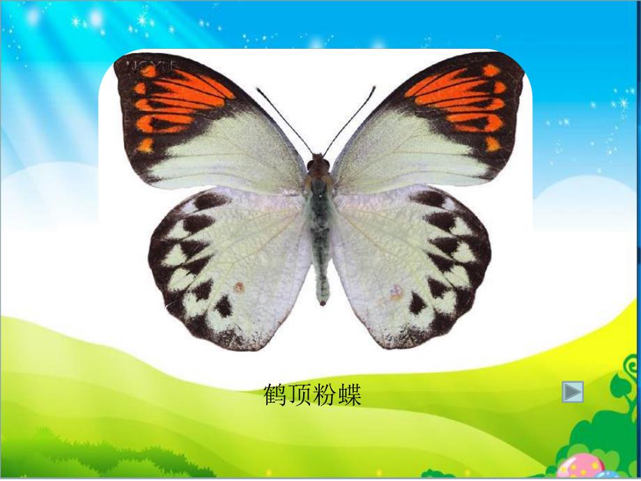 中班科学《毛毛虫和蝴蝶》PPT课件教案毛毛虫和蝴蝶.ppt_第3页