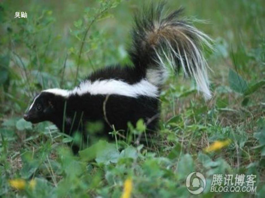 大班科学活动《防身绝招》PPT课件大班科学活动《防身绝招》PPT课件.ppt_第3页