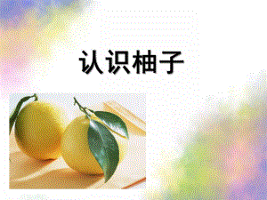 大班科学活动《认识柚子》PPT课件教案幼儿园科学活动《认识柚子》.ppt