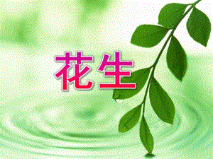 小班科学活动《花生》PPT课件教案.ppt