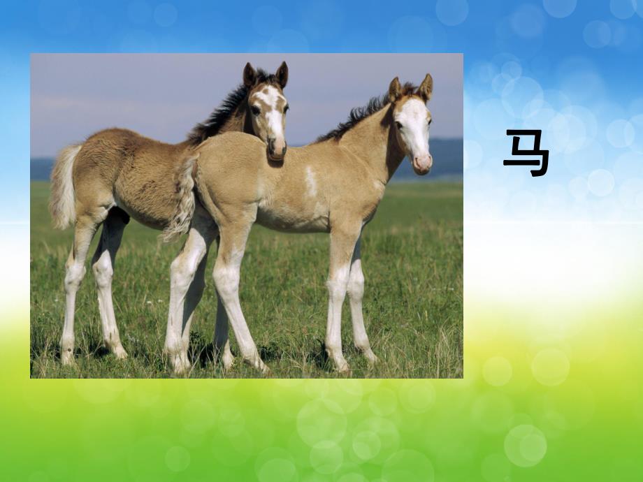 幼儿园《可爱的小动物》PPT课件教案PPT课件.ppt_第3页