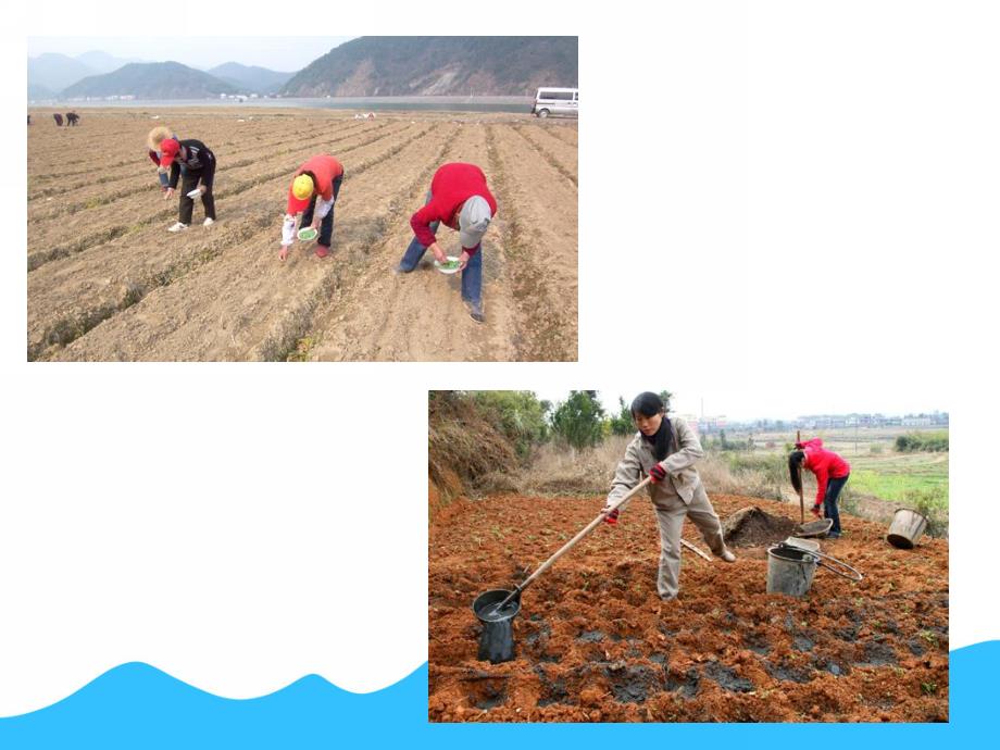 大班社会《爱惜粮食》PPT课件教案PPT课件.ppt_第3页