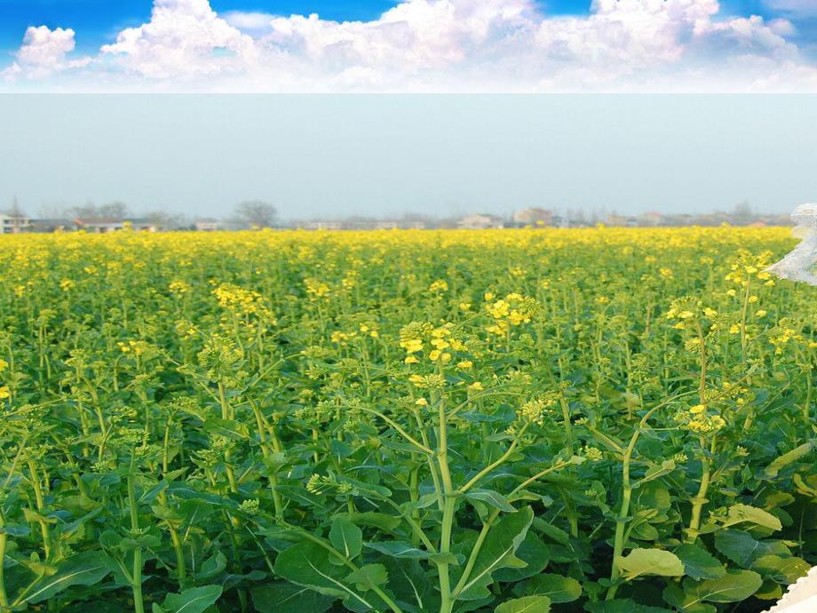 大班美术活动《油菜花》PPT课件教案PPT课件.ppt_第2页