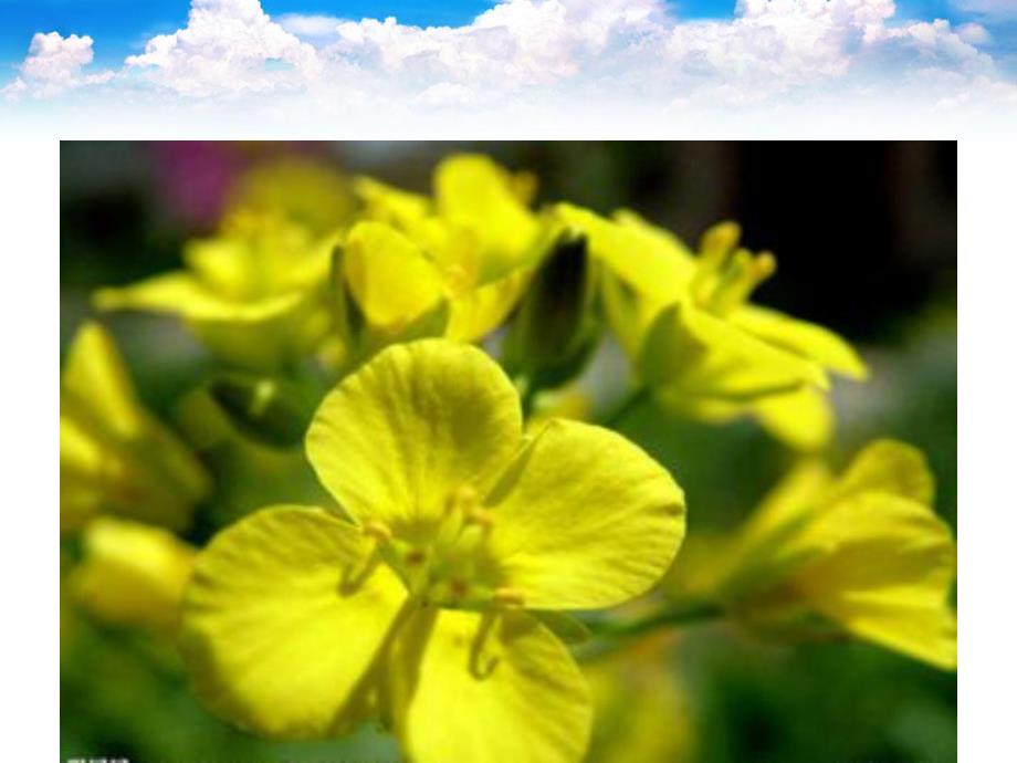 大班美术活动《油菜花》PPT课件教案PPT课件.ppt_第3页