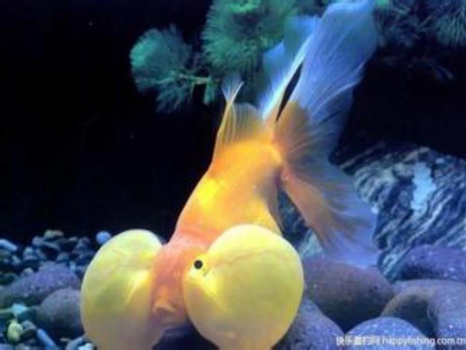 大班美术《深海里的鱼》PPT课件教案大班美术《深海里的鱼》.ppt_第2页