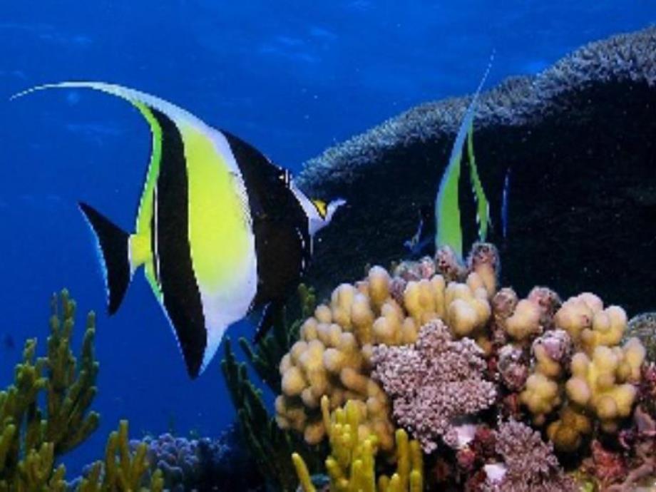 大班美术《深海里的鱼》PPT课件教案大班美术《深海里的鱼》.ppt_第3页