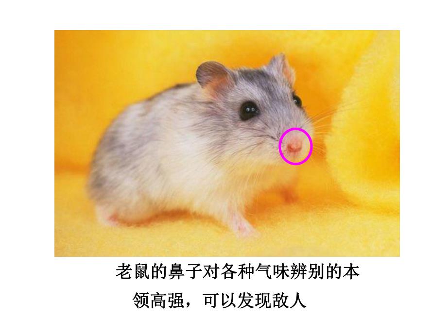 大班科学《鼻子大家庭》PPT课件ppt课件.ppt_第3页