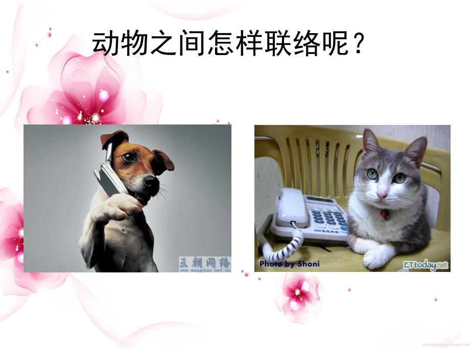 大班科学活动《动物之间怎样联络》PPT课件教案大班科学《动物之间怎样联络》.ppt_第3页