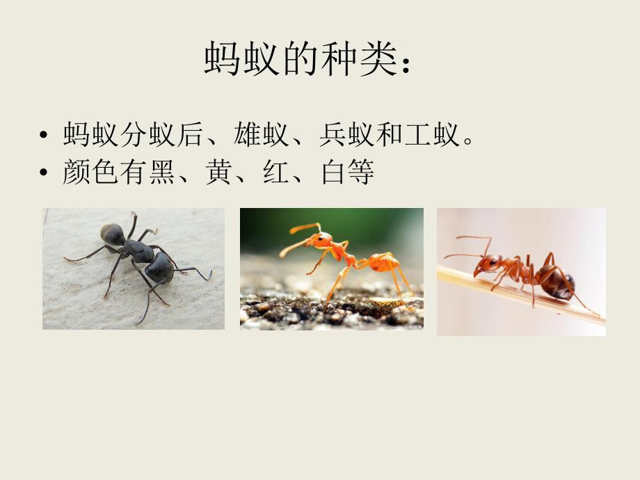 大班手指印画《蚂蚁王国》PPT课件大班手指印画《蚂蚁王国》.ppt_第2页