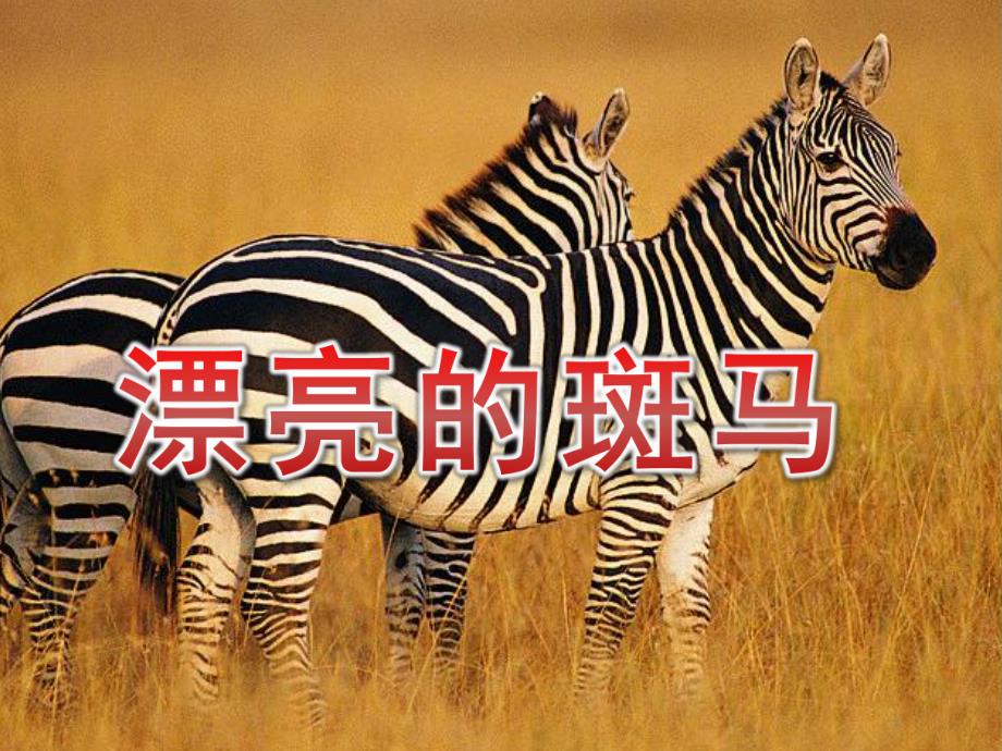 大班美术《漂亮的斑马》PPT课件教案漂亮的斑马.ppt_第1页