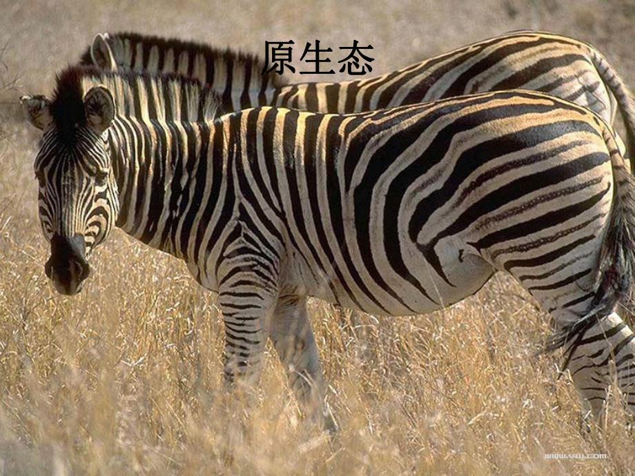 大班美术《漂亮的斑马》PPT课件教案漂亮的斑马.ppt_第3页