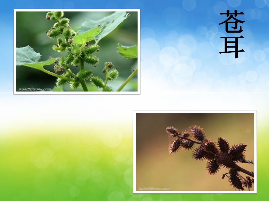 大班科学《种子的旅行》PPT课件教案PPT课件.ppt_第3页