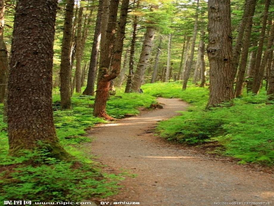 大班数学《解救小猴》PPT课件优质课推荐：大班数学《解救小猴》.ppt_第3页