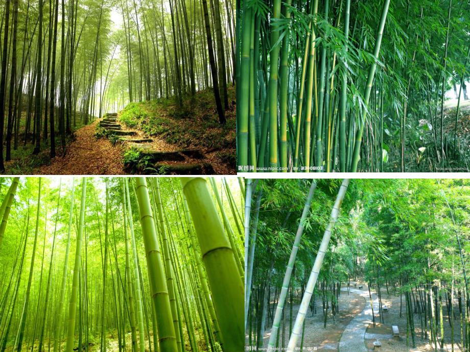 大班美术《竹》PPT课件大班美术：竹.ppt_第2页