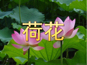 大班绘画《荷花》PPT课件教案水粉画：荷花.ppt