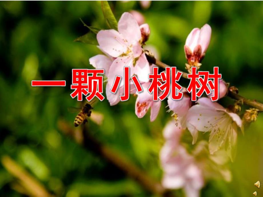 大班语言活动《一颗小桃树》PPT课件教案配音音乐PPT课件.ppt_第1页