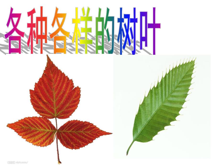 大班科学《小树叶》PPT课件教案PPT课件.ppt_第3页