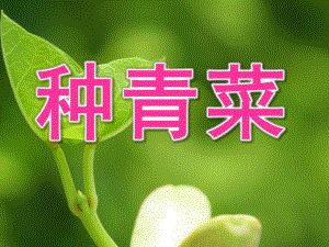 小班活动《种青菜》PPT课件种青菜-小班.ppt