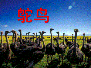 小班美术《鸵鸟》PPT课件教案儿童美术课件鸵鸟.ppt