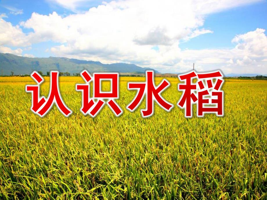 大班科学《认识水稻》PPT课件教案大班科学：认识水稻.ppt_第1页