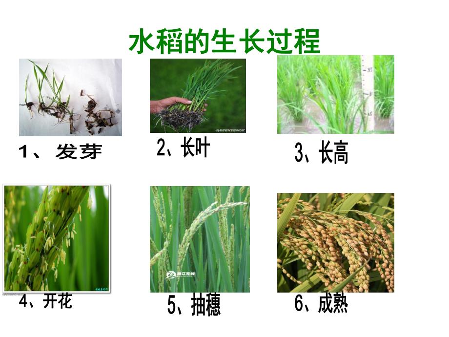 大班科学《认识水稻》PPT课件教案大班科学：认识水稻.ppt_第3页
