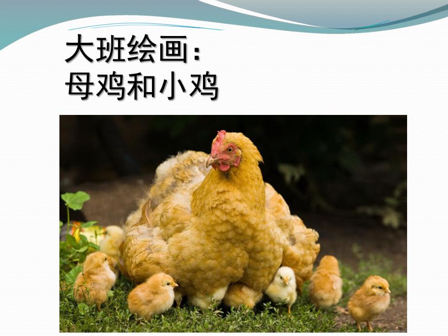 大班绘画《小鸡和母鸡》PPT课件教案大班绘画：母鸡和小鸡.ppt_第1页