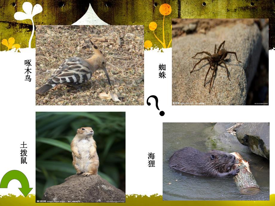 大班科学《动物盖房子高手》PPT课件教案科学：动物盖房子高手.ppt_第2页