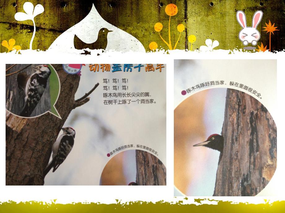 大班科学《动物盖房子高手》PPT课件教案科学：动物盖房子高手.ppt_第3页