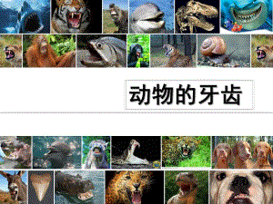 幼儿园《动物的牙齿》PPT课件《动物的牙齿》ppt课件.ppt