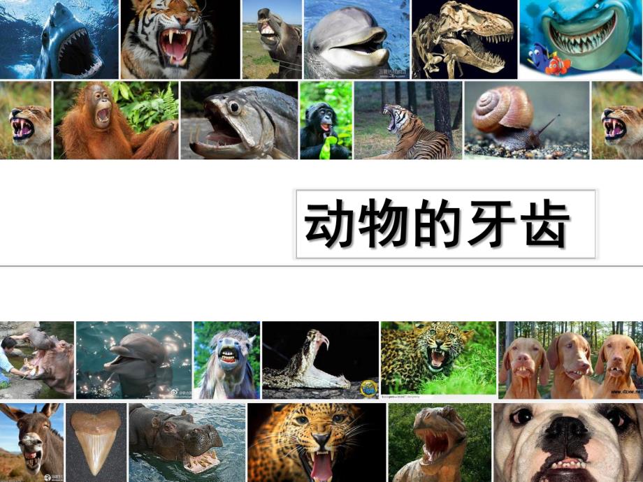 幼儿园《动物的牙齿》PPT课件《动物的牙齿》ppt课件.ppt_第1页