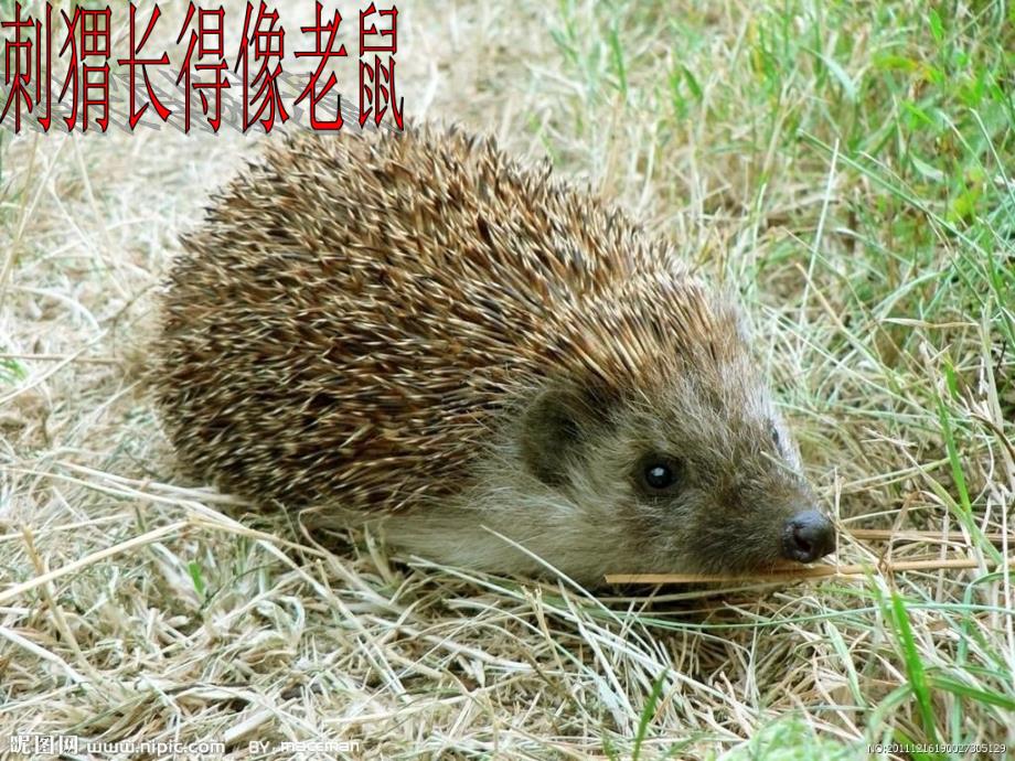 幼儿园美术《刺猬》PPT课件教案美术课件-刺猬.ppt_第2页