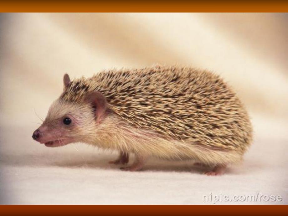 幼儿园美术《刺猬》PPT课件教案美术课件-刺猬.ppt_第3页