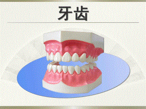 幼儿牙齿PPT课件幼儿牙齿.ppt