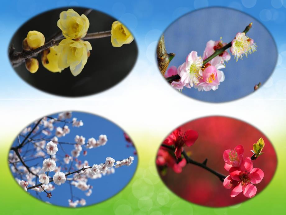 大班美术课件《吹画梅花》PPT课件教案PPT课件.ppt_第3页