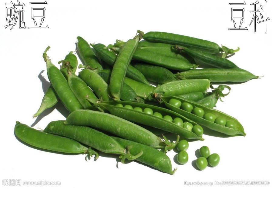 中班健康《我知道的蔬菜》PPT课件教案我知道的蔬菜.ppt_第2页