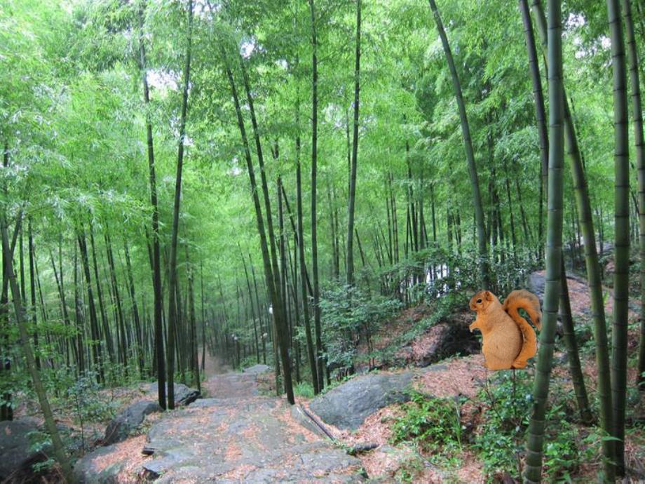 大班语文活动《小松鼠造新房》PPT课件教案音频ppt课件.ppt_第3页