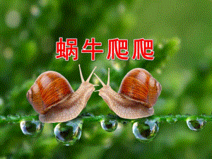 小班科学课件《蜗牛爬爬》PPT课件教案认识小蜗牛.ppt
