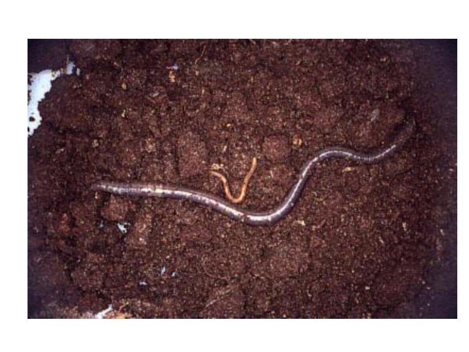 幼儿园美术《一颗想要长大的种子》PPT课件教案一棵想长大的种子.ppt_第3页