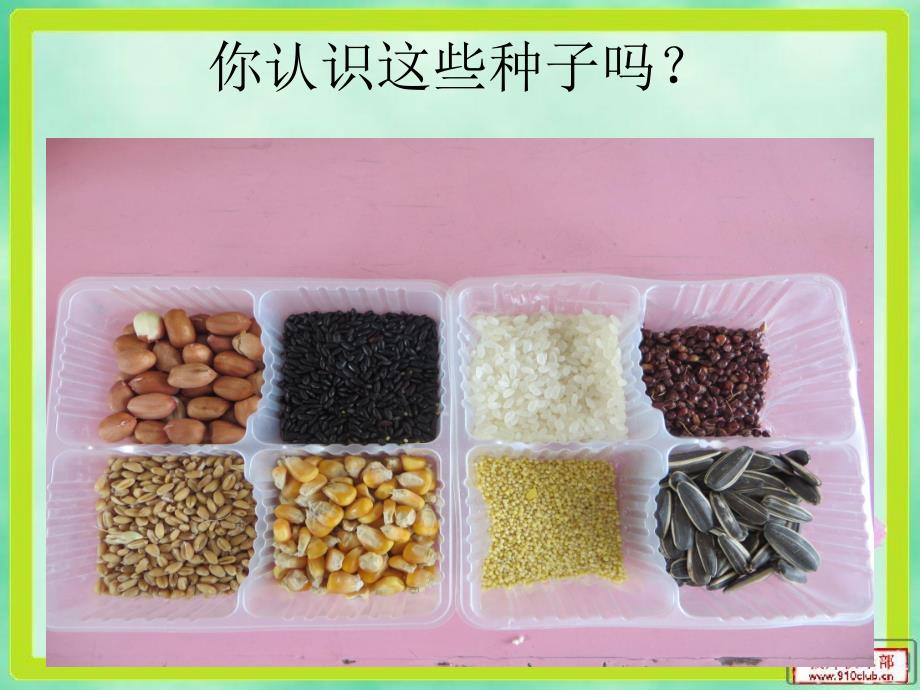 大班科学《种子精灵》PPT课件教案视频PPT课件.ppt_第3页