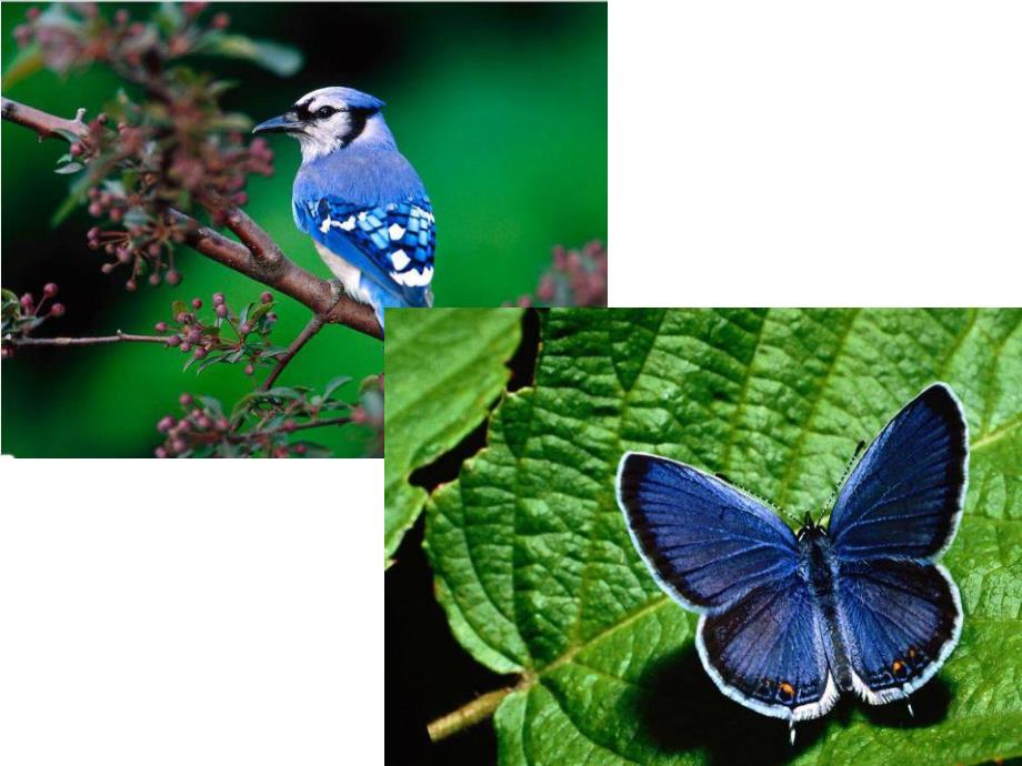 大班语言故事看图讲述《小蚂蚁飞上天》PPT课件教案大班语言小蚂蚁飞上天.ppt_第3页