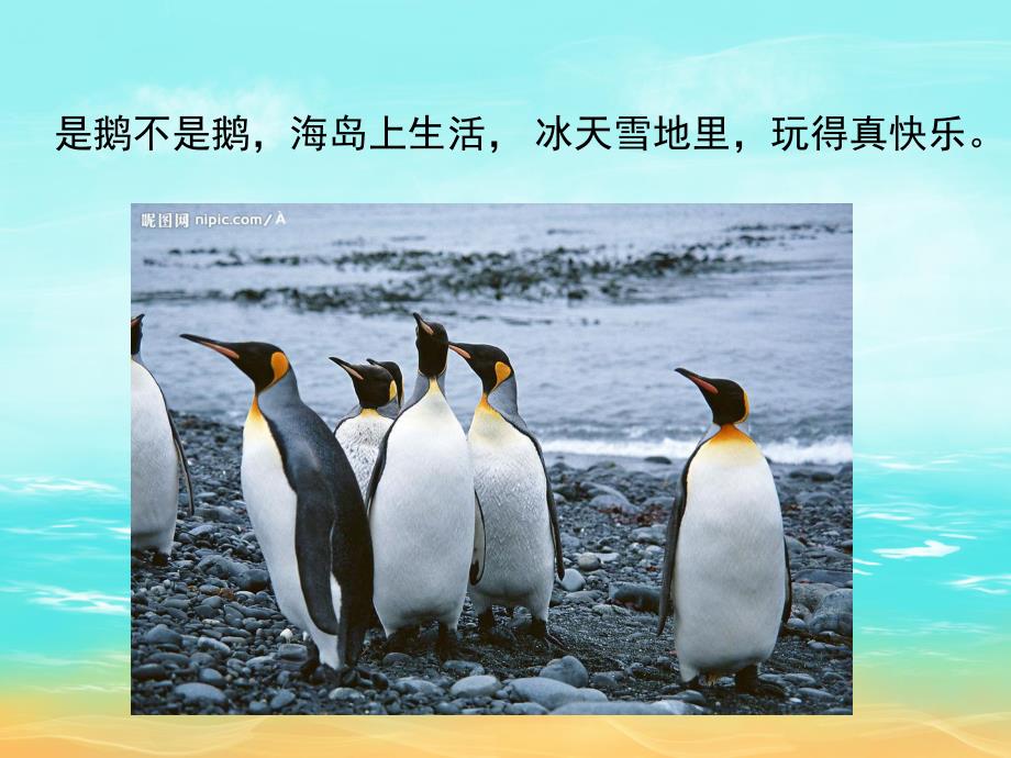 中班科学活动《不怕冷的企鹅》PPT课件教案PPT课件.ppt_第3页
