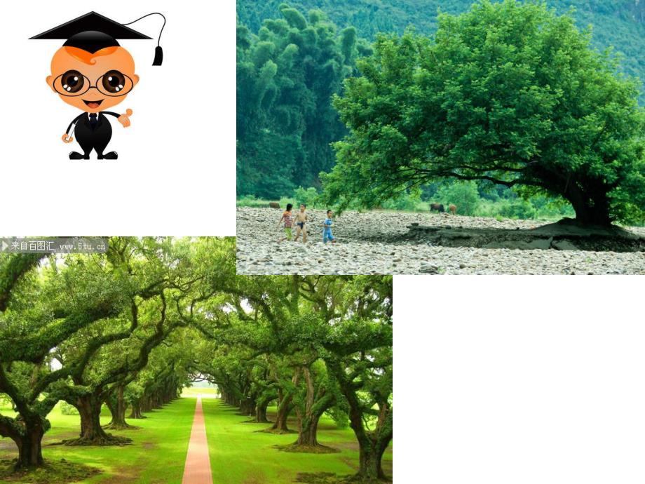 大班美术《夏天的树》PPT课件大班美术《夏天的树》PPT课件.ppt_第3页