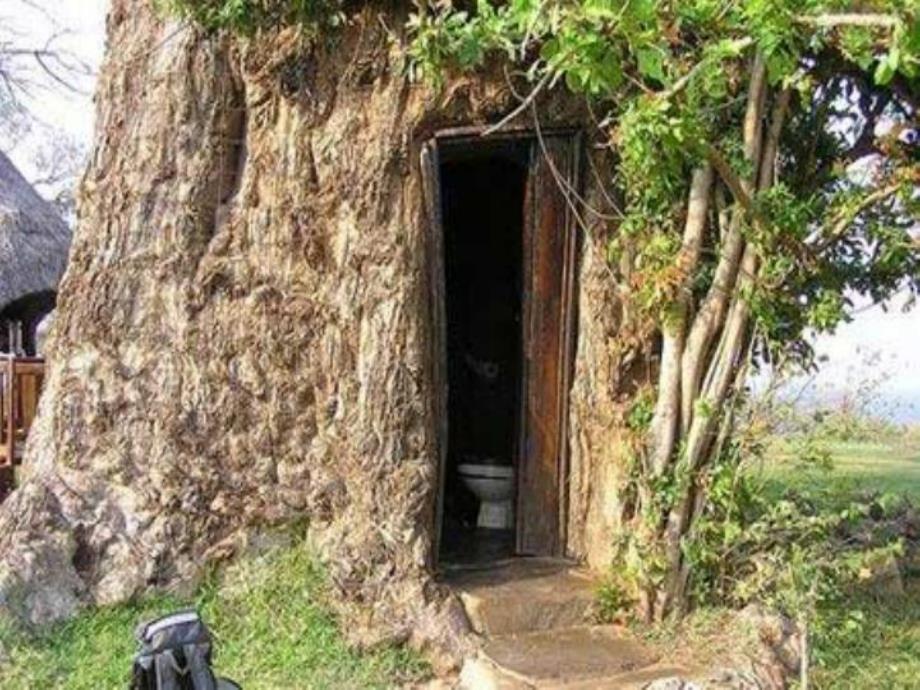 大班社会《各种各样的树》PPT课件教案.ppt_第2页