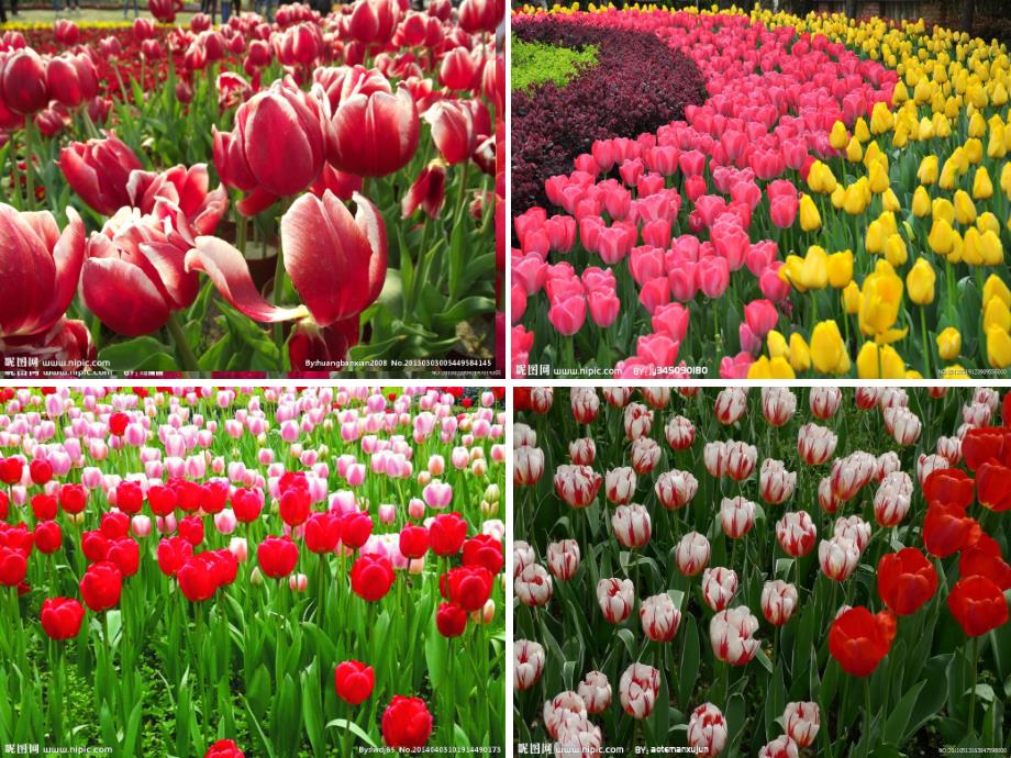 小班美术《美丽的郁金香》PPT课件教案小班美术《美丽的郁金香》.ppt_第2页